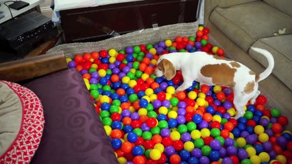 [MP4 720p] Best Dog Birthday Surprise_ DIY Ball Pit for Maymo - YouTube