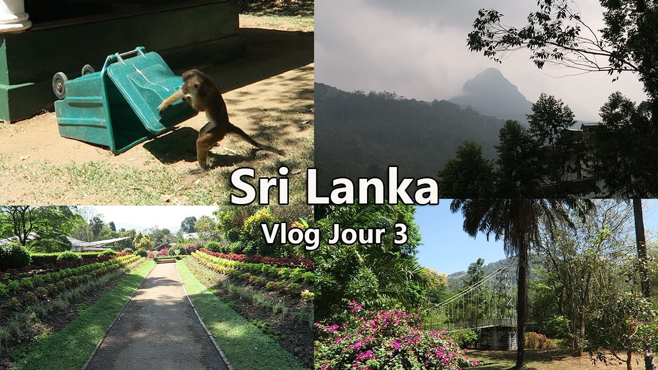 Vlog Body #6 - Sri Lanka Jour 3 Jardin Botanique De Peradeniya & Arriver à Adam's Peak