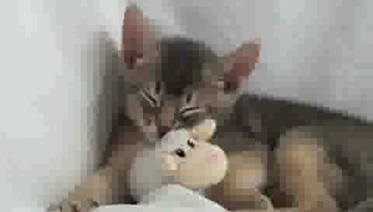 Sleepy Kitten