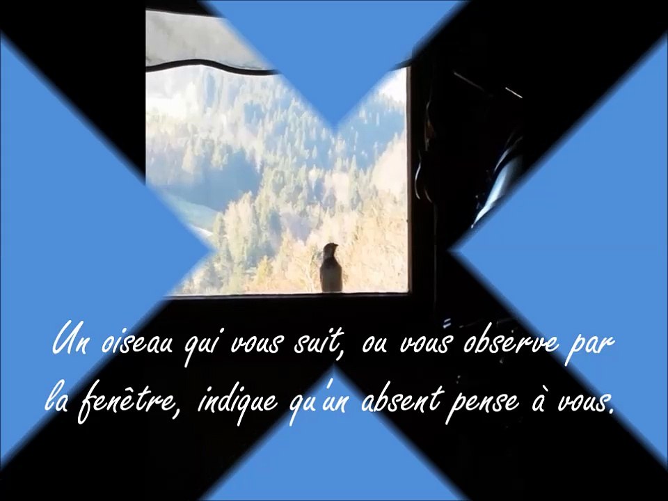 Oiseau curieux