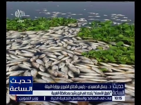 حديث الساعة | تعرف على حقيقة نفوق الأسماك في فرع رشيد بالغربية