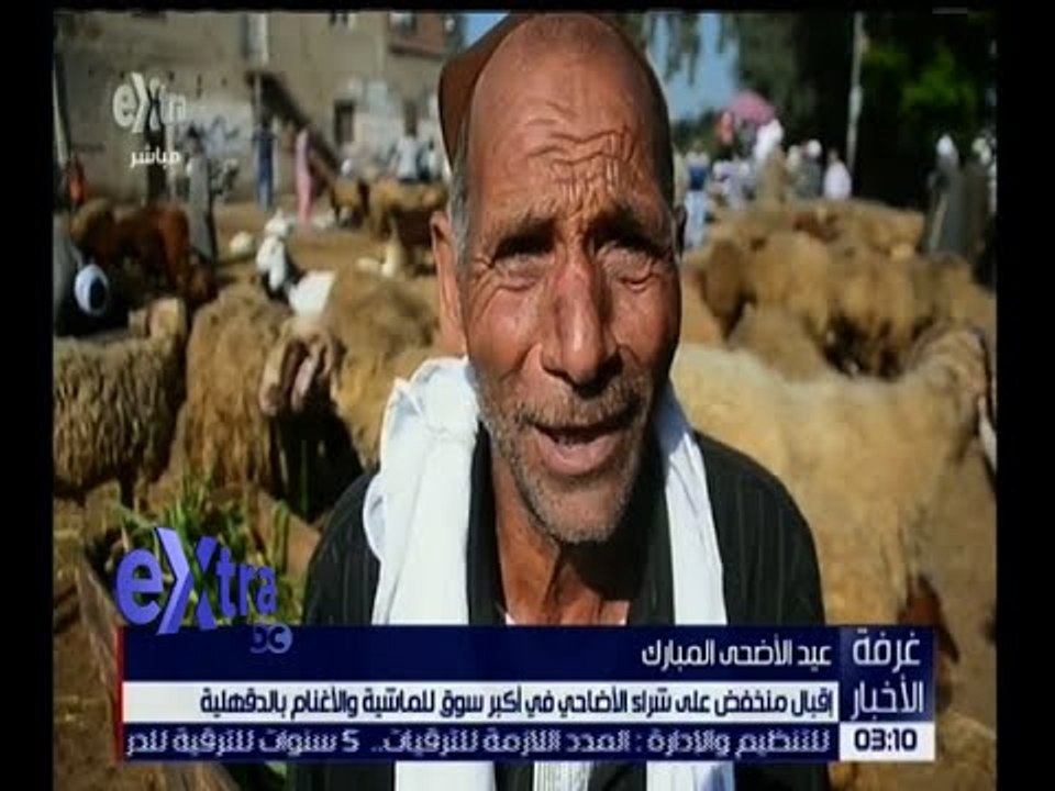 غرفة الأخبار | إقبال منخفض على شراء الأضاحي في أكبر سوق للماشية بالدقهلية