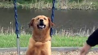 Pai coloca sua canina no balanço, e adivinhe o que acontece; Fui à loucura vendo isso!