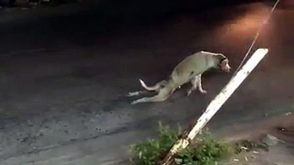 Dog Trolled The Man LOL