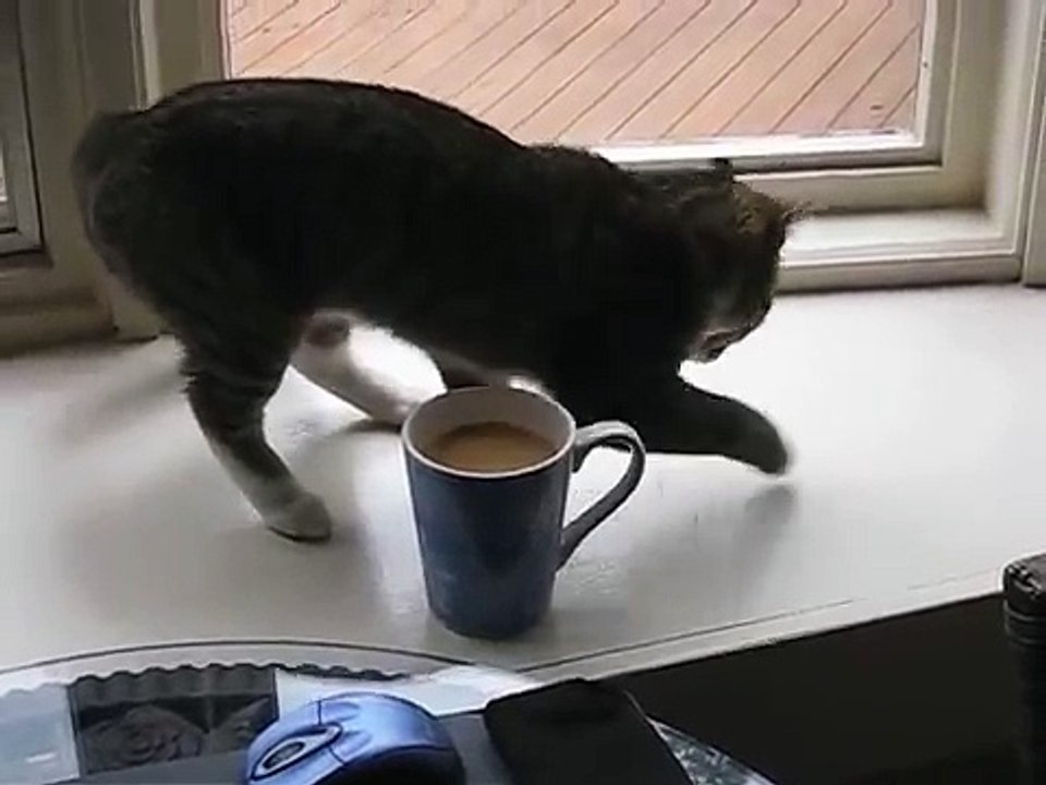 Ce chat s'approche, et renifle l'odeur du café fraîchement moulu... mais regardez bien la manière dont il réagit à cette
