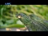 Doc Nielsen captures more footage of the Philippine sailfin lizard | Born to be Wild