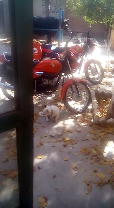  Dog  Have Trouble