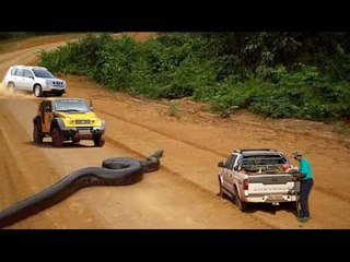 Giant Anaconda stops traffic in Brazil