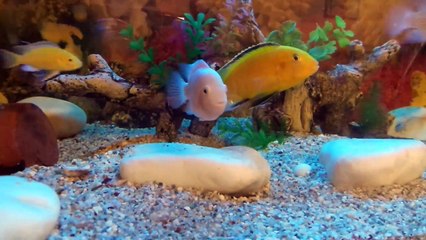 Oyun Oynayan Balıklar