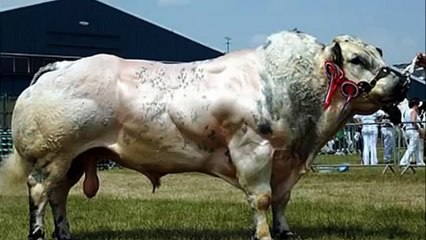 Belgian Blue Bull