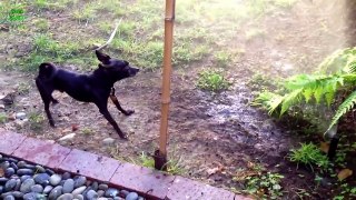Funny Dogs vs Sprinklers Compilation 2017