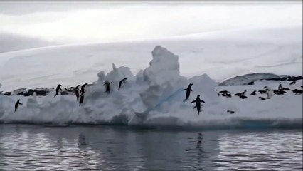 Скачать видео: Des manchots qui ratent leur saut sur la banquise ça donne ça... FAIL