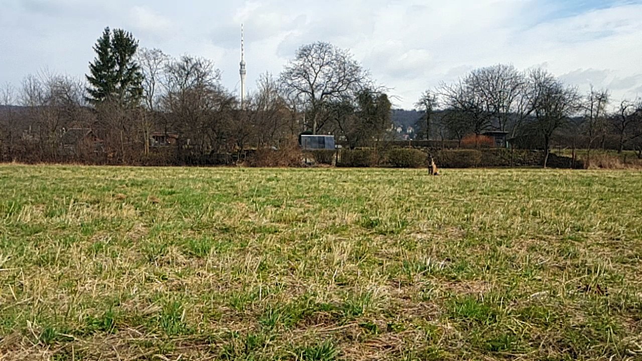 Malinois Muffin 10 Monate 2