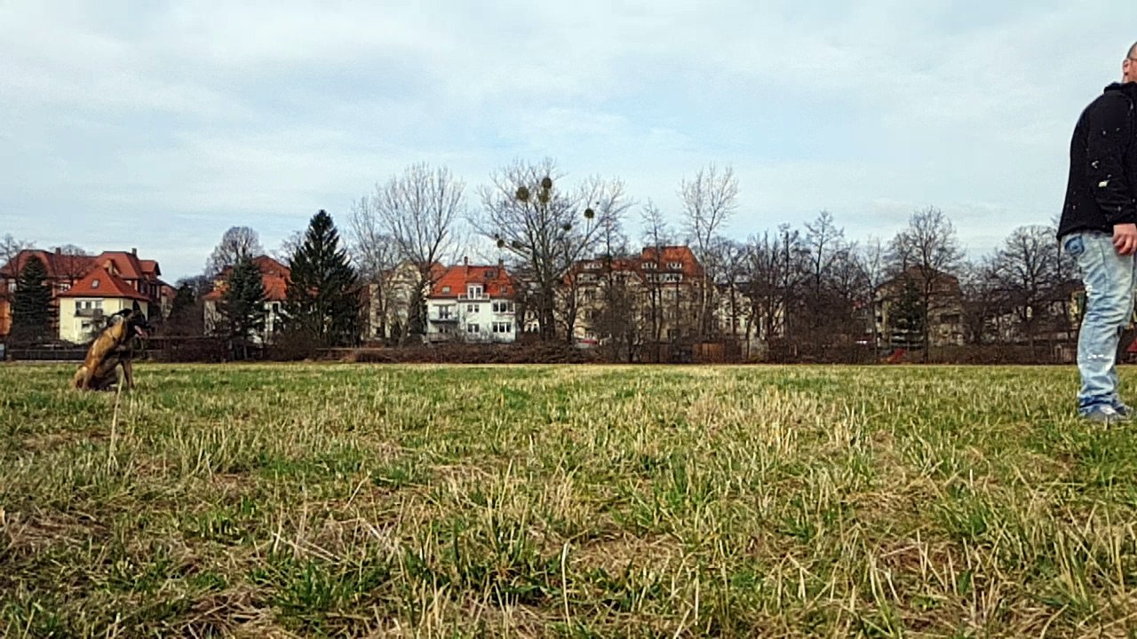 Malinois Muffin 10 Monate