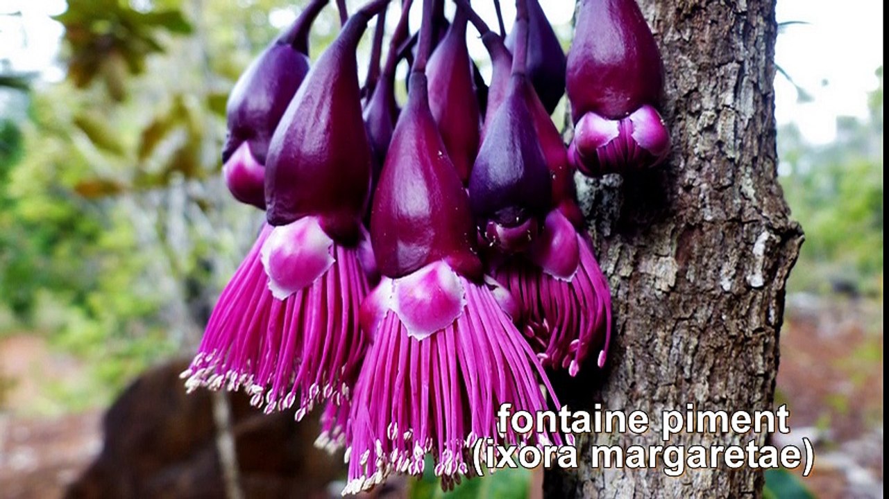 Nouvelle Calédonie Sud