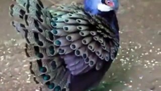 Beautiful Bird in eautiful Color - Exploring Beauty