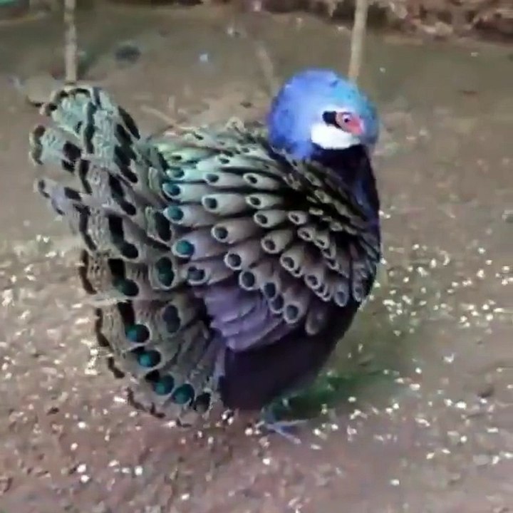 Beautiful Bird in eautiful Color - Exploring Beauty