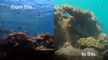 Underwater video shows where bleaching has damaged the Great Barrier Reef