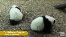 Panda Cubs First Day on Exhibit at