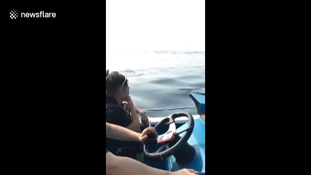 Hundreds of dolphins surround boats off Chinese coast