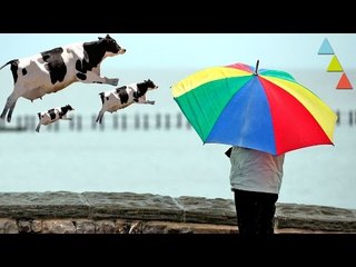 Una vaca y otras cosas que cayeron del cielo