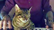 Ce chat joue du piano avec son maître et devient une véritable star sur Internet !