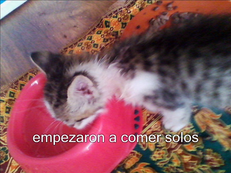 Nuestros gatos, Cleo y Teo