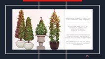 Boxwood Topiary for Outdoor Decor