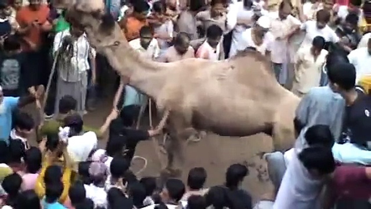 Camel