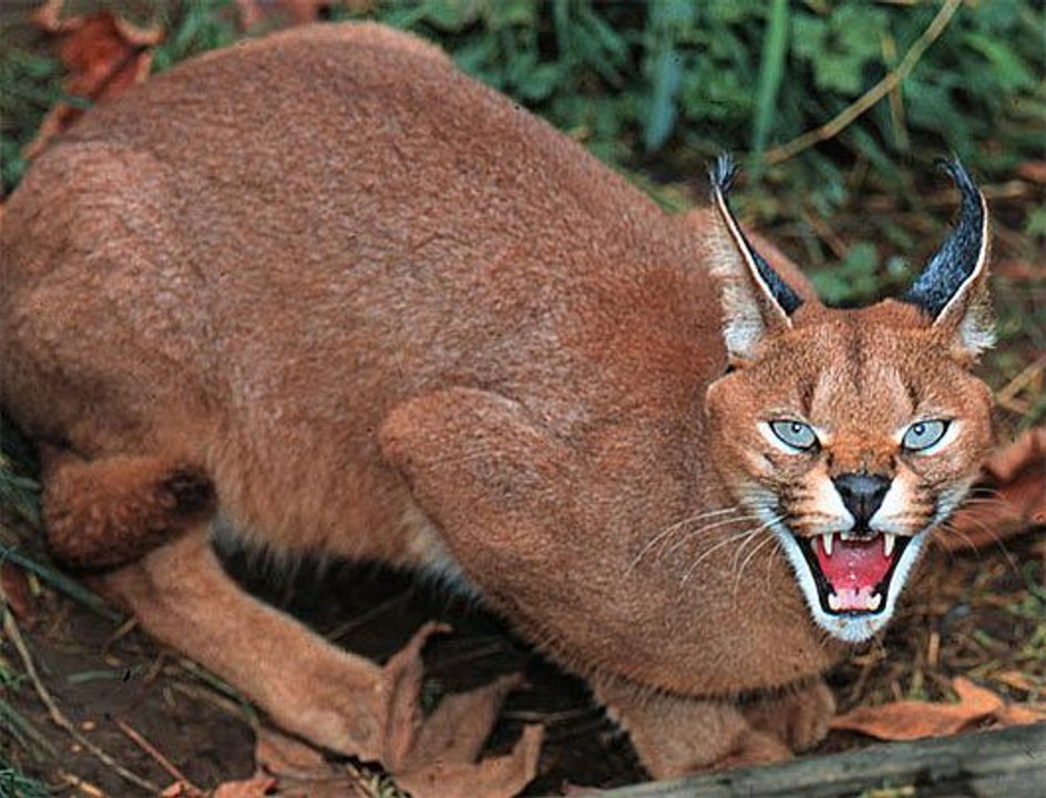 Wild Cat trying to catch a bird
