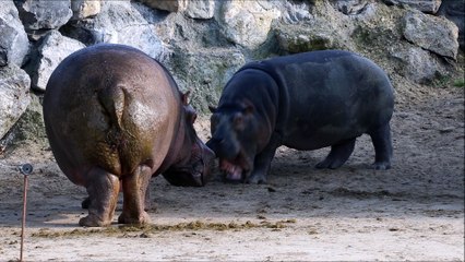 Objectif Pairi Daiza Les Hippotames Avril 2017