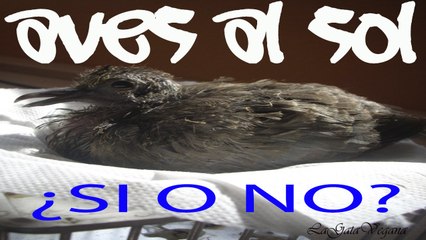 ¿LAS AVES ENFERMAS PUEDEN TOMAR EL SOL? / CONSEJOS PARA RESOLVER DUDAS Y ACTUAR CORRECTAMENTE