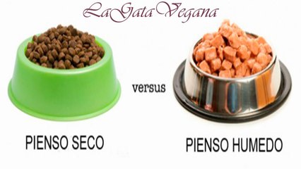 PIENSO SECO VS PIENSO HÚMEDO PARA GATOS / QUE PIENSO ELEGIR / PROS Y CONTRAS