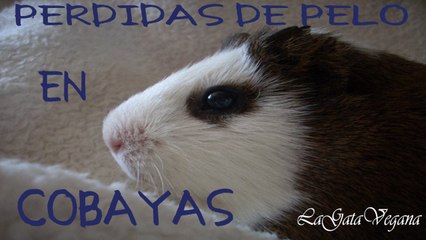 PÉRDIDA DE PELO EN COBAYAS / ¿ES NORMAL QUE SUELTEN TANTO PELO? O ¿ESTÁ ENFERMO?