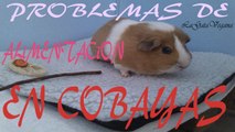 PROBLEMAS DE ALIMENTACIÓN EN COBAYAS / ¿POR QUÉ LA COBAYA NO COME LO QUE DEBERÍA?