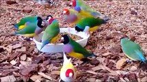 Renkli Kuşlar ,ın aslında bır sanat eseri -yaratıcı tek ressama şükürler olsun