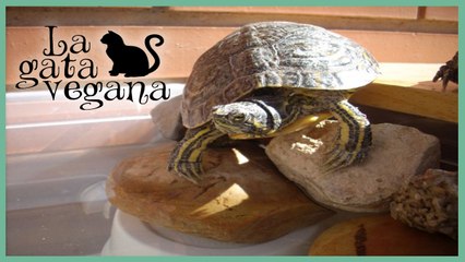 CÓMO SABER LA EDAD DE LAS TORTUGAS / CÁLCULO APROXIMADO DE LA EDAD