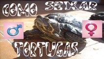 COMO SEXAR TORTUGAS DE AGUA / DISTINGUE HEMBRAS DE MACHOS DE DIFERENTES MANERAS