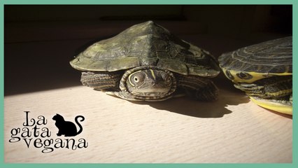 COMERCIO Y ABANDONO DE TORTUGAS DE AGUA / VLOG CONCIENCIACIÓN CONTRA EL ABANDONO DE TORTUGAS