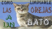 CÓMO LIMPIARLE LAS OREJAS A UN GATO / CONSEJOS PARA EL ASEO EN CASA DE LAS OREJAS DE UN GATO