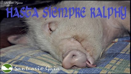 RALPHY DESCANSA EN PAZ VLOG#4 / CERDITA DEL SANTUARIO GAIA