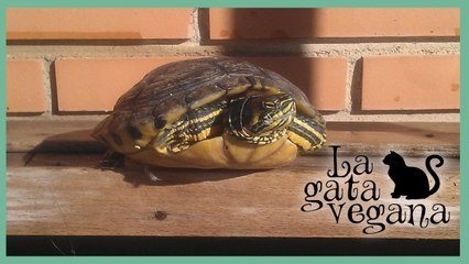 CÓMO SABER SI UNA TORTUGA ESTÁ SANA / IDENTIFICA CUANDO TU TORTUGA ENFERMA