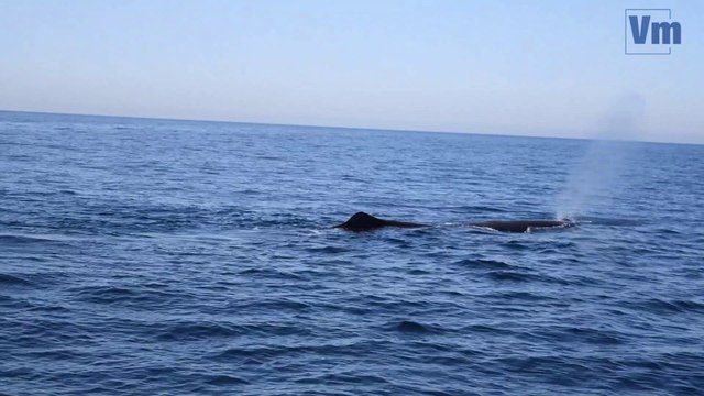 VIDEO. Belle rencontre avec des dauphins et une baleine entre Toulon et Saint-Mandrier