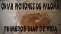 COMO CRIAR PICHONES DE PALOMAS / PRIMEROS DIAS DE VIDA / ESPECIAL PICHONES HUERFANOS