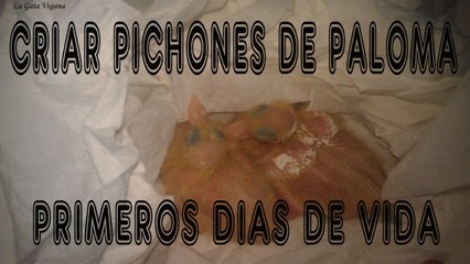 COMO CRIAR PICHONES DE PALOMAS / PRIMEROS DIAS DE VIDA / ESPECIAL PICHONES HUERFANOS
