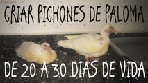CRIAR PICHONES DE PALOMA DE 20-30 DIAS / CONSEJOS PARA CUIDAR POLLUELOS HUERFANOS