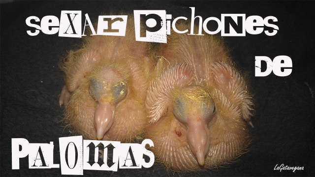 COMO SEXAR PICHONES DE PALOMA / DIFERENCIAR ENTRE MACHOS Y HEMBRAS MEDIANTES TRUCOS SENCILLOS