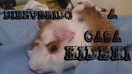 EN BUSCA DE UNA COBAYA ABANDONADA / BIENVENIDO A CASA HIDEKI / ASÍ ADOPTÉ A HIDEKI