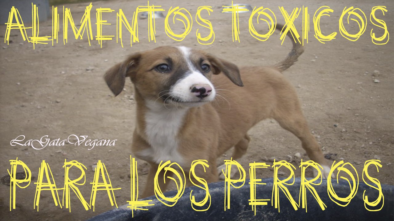 ALIMENTOS TOXICOS PARA LOS PERROS / LOS ALIMENTOS QUE NO SE LE DEBEN DAR A LOS PERROS