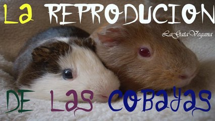 LA REPRODUCCION DE LAS COBAYAS (GUIA COMPLETA) /CELO,APAREAMIENTO,EMBARAZO,PARTO Y CRIAS